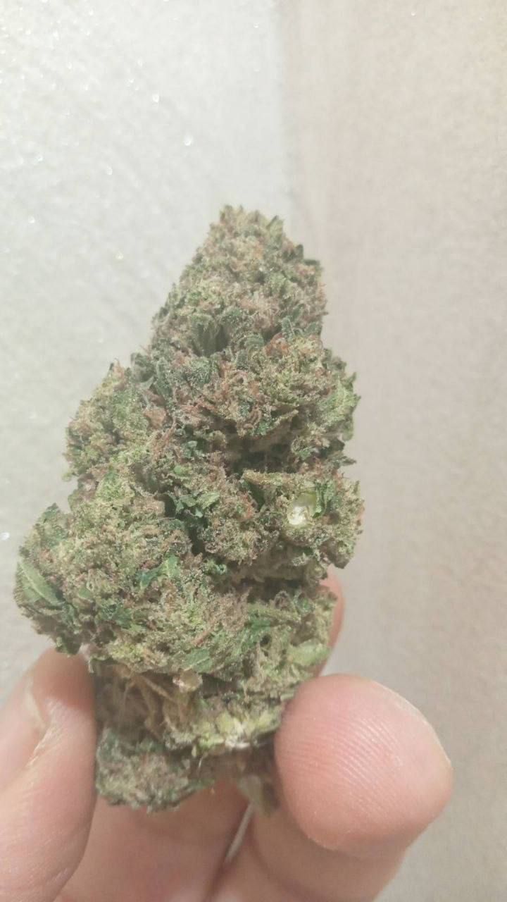 AMNESIA🌿 haze