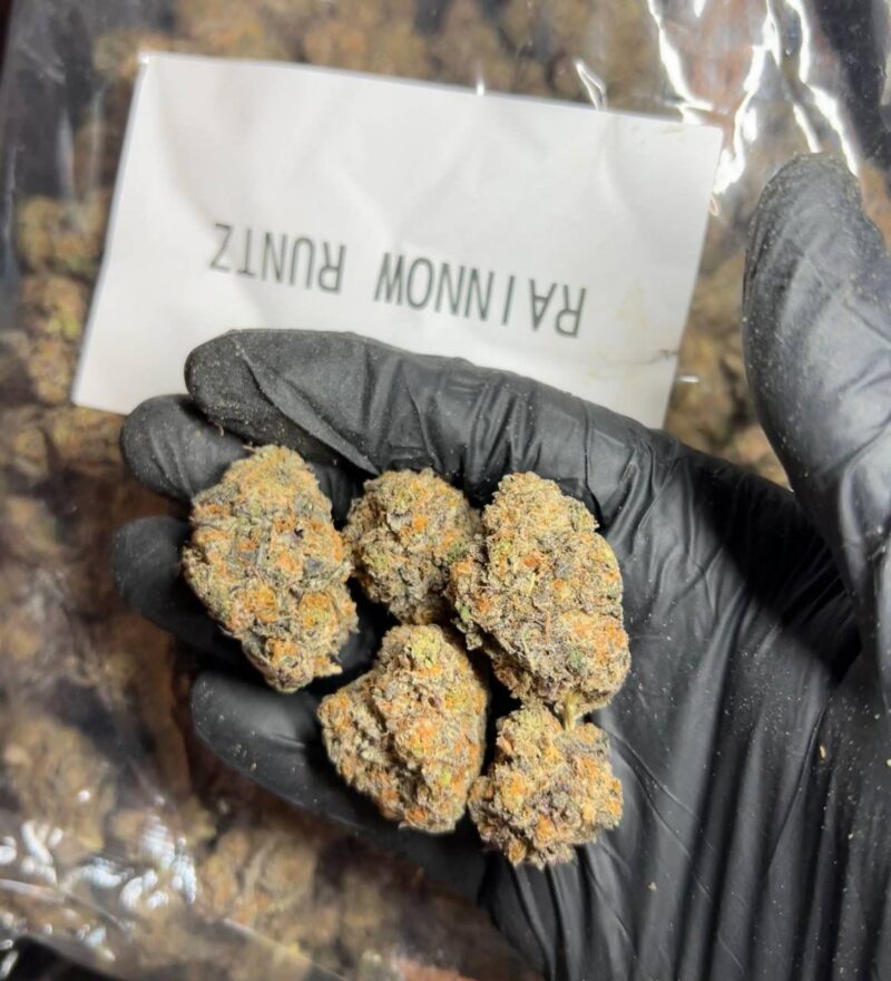 CALISPAIN TOPSHELF +6 STRAIN DISPONIBILI
