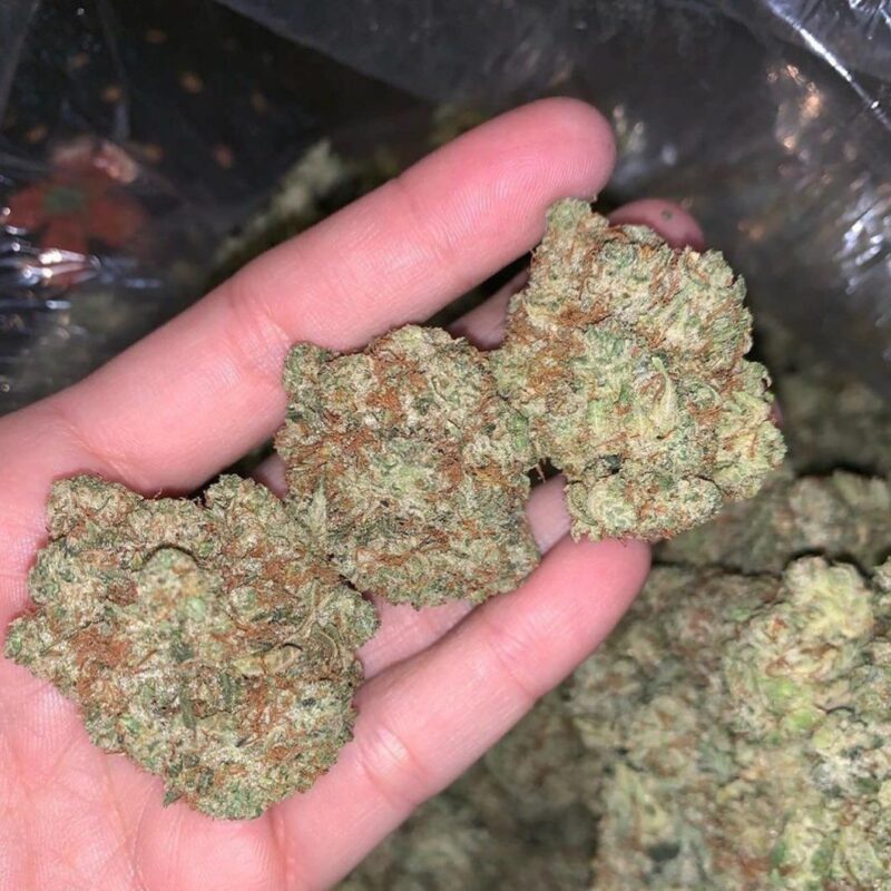 Girl Scout Cookies