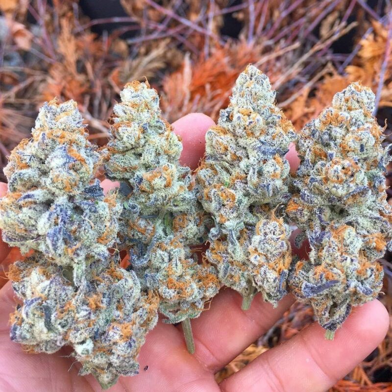 White widow
