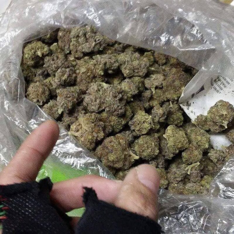 Orange Kush