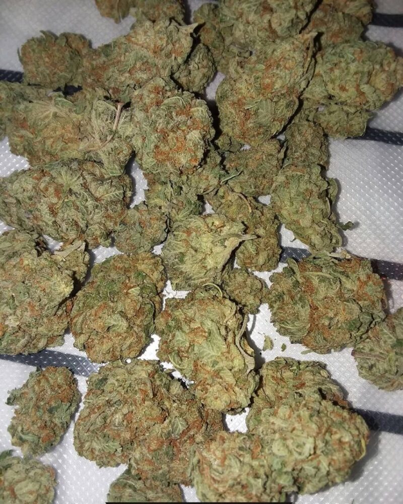 Black Domina