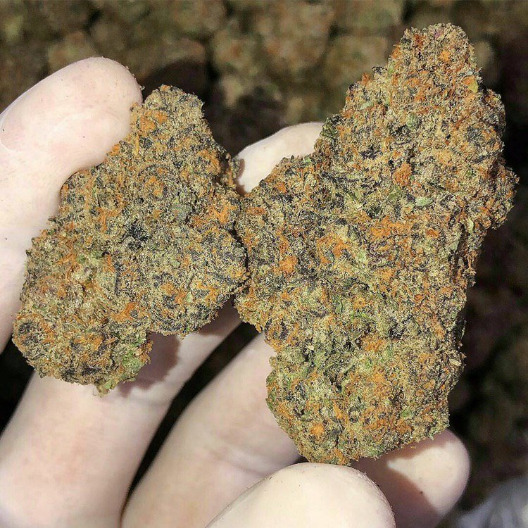 Colombian Gold Strain