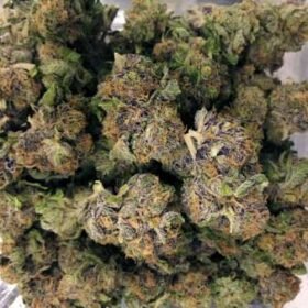 White Rhino