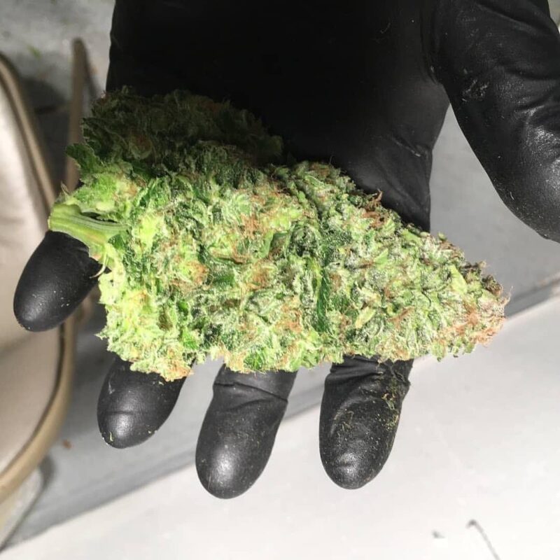 Buy Tangie Kush