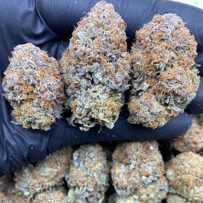 PURPLE PLATINUM GUSHERS