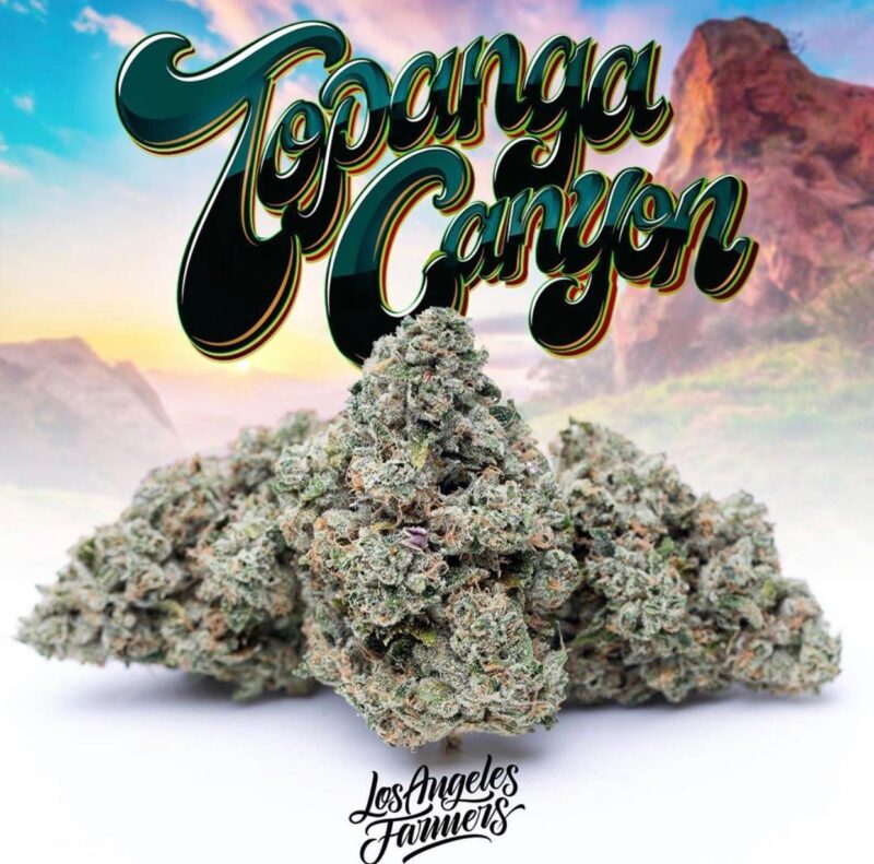 JUNGLEBOYS PACKS ONLINE KAUFEN auf Hawaii