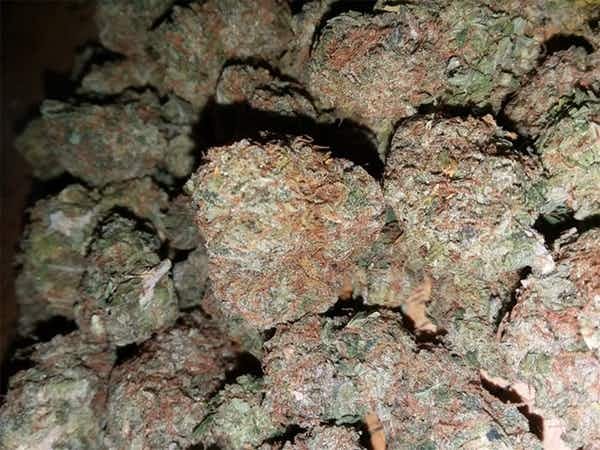 Buy Afghan Kush online
