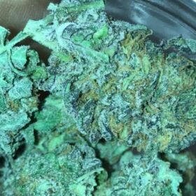 Granddaddy Purple
