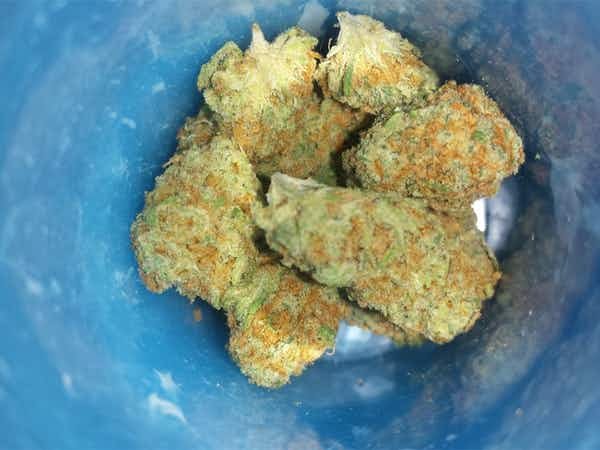 Hawaiian Haze Strain