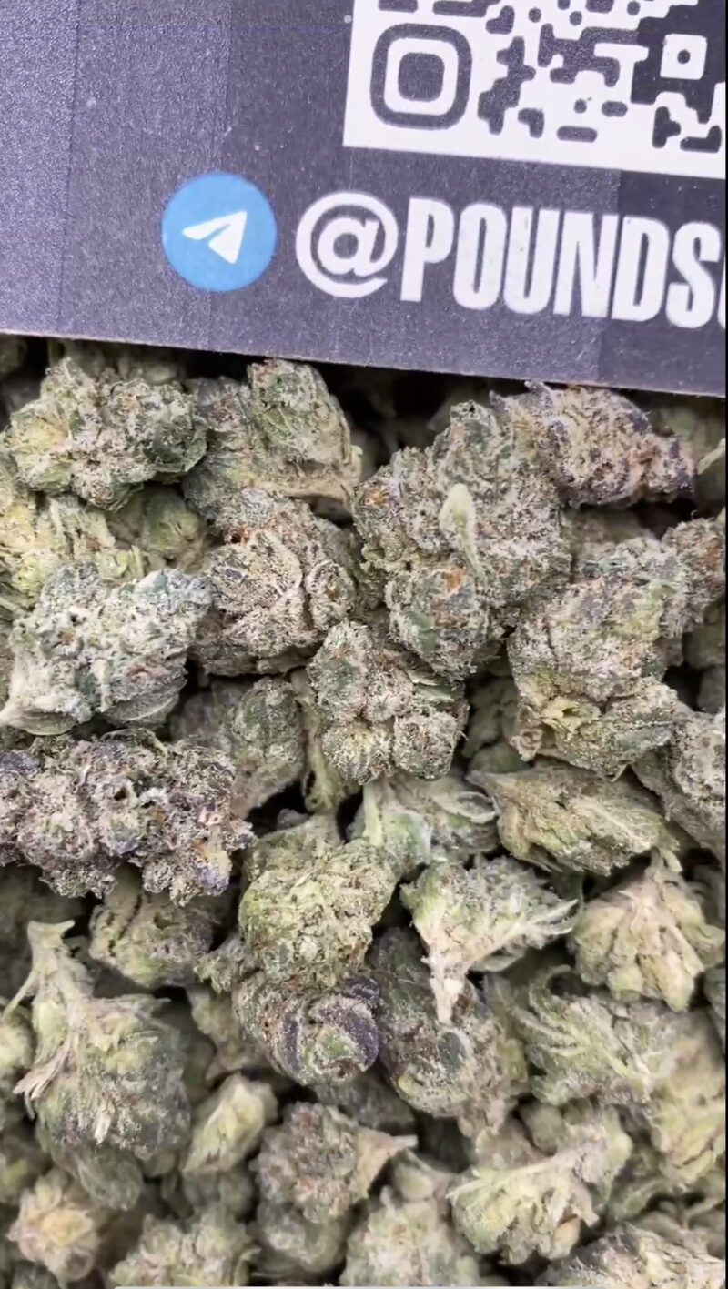 White Gumbo - Image 3