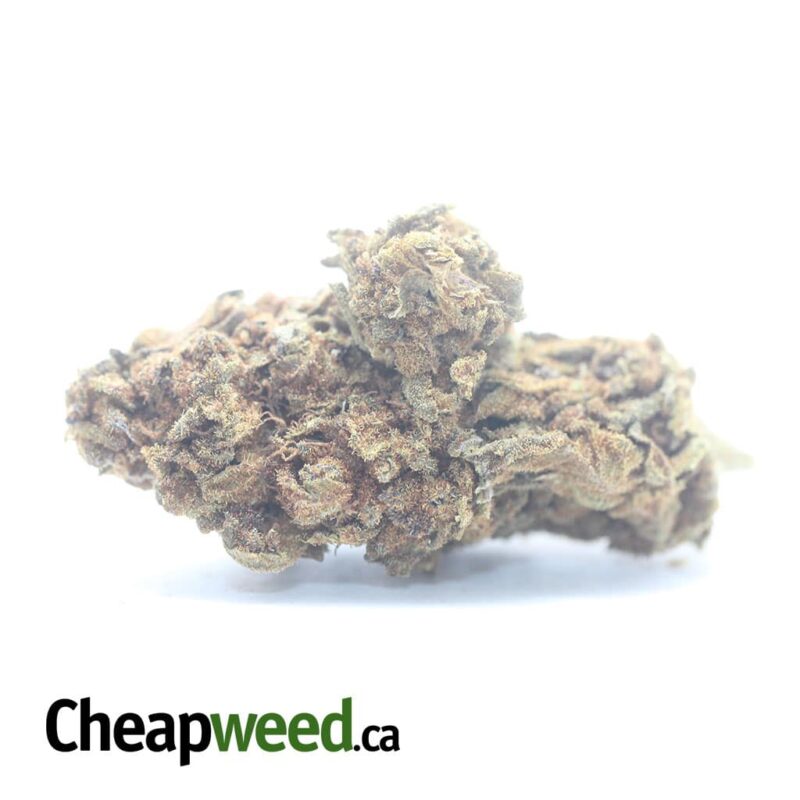 AA+ Bulk Special Indica