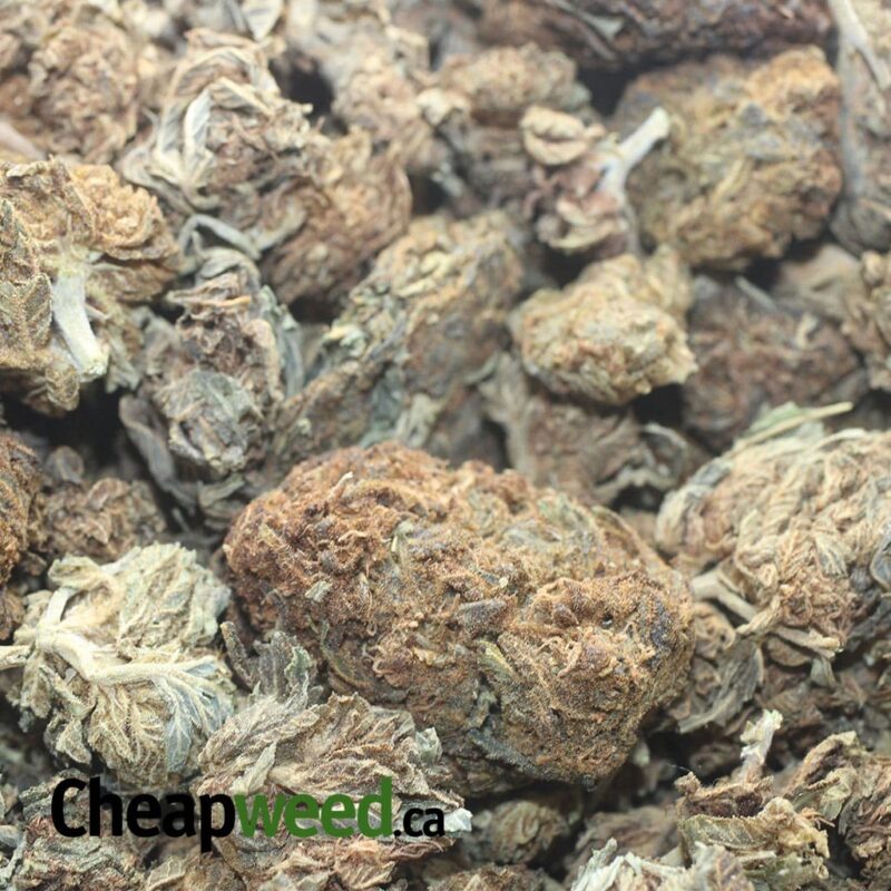 AA Dog Shit Bulk Special - Image 3