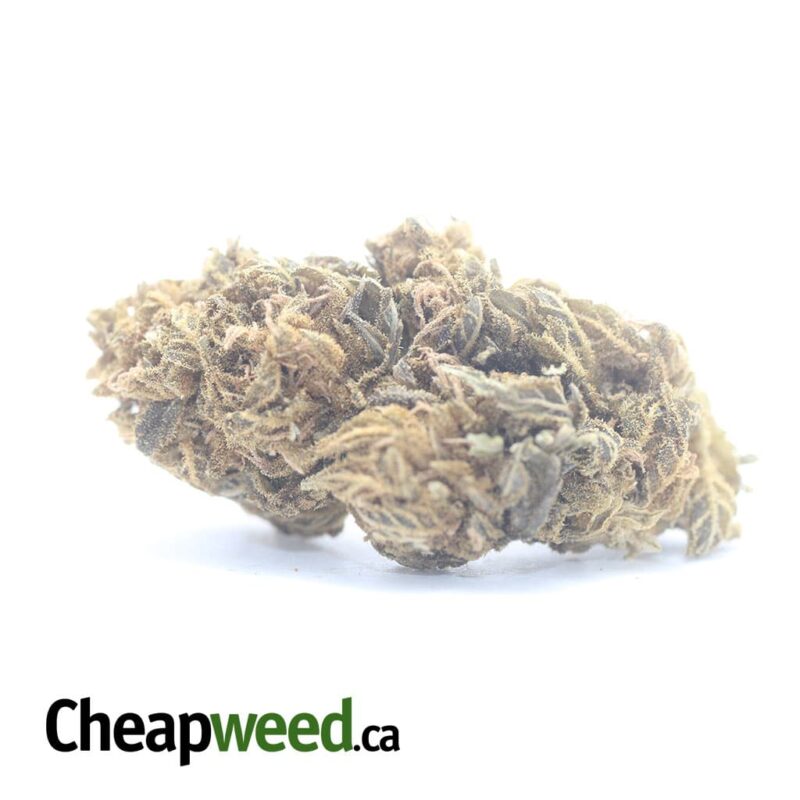 AA Cheap Sativa