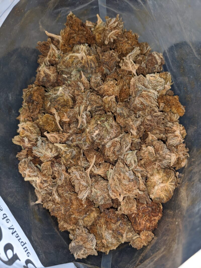 AA Dog Shit Bulk Special - Image 4