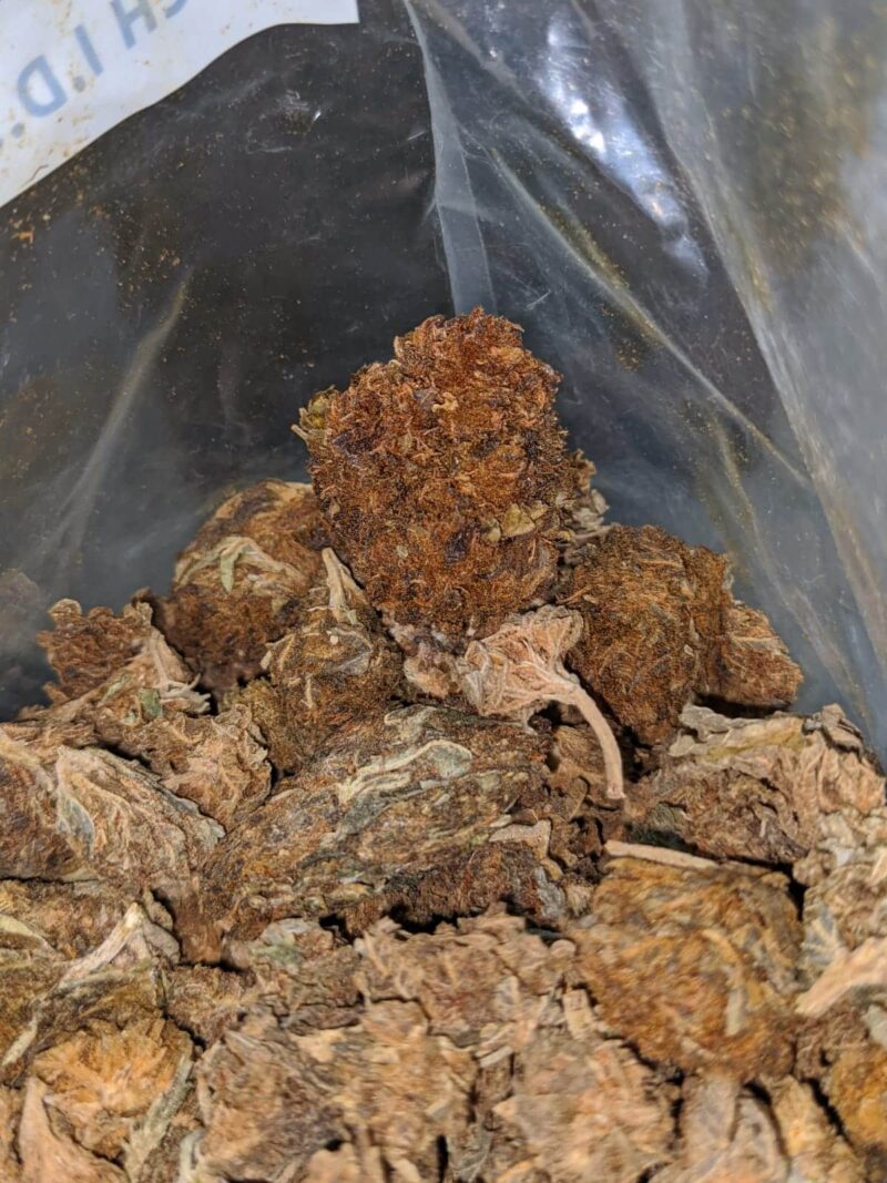 AA Dog Shit Bulk Special - Image 7