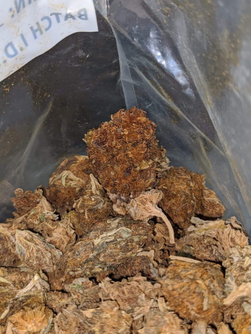 AA Dog Shit Bulk Special - Image 6