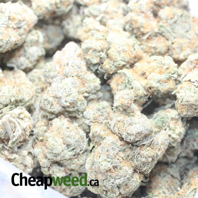 Acapulco Gold - Image 3
