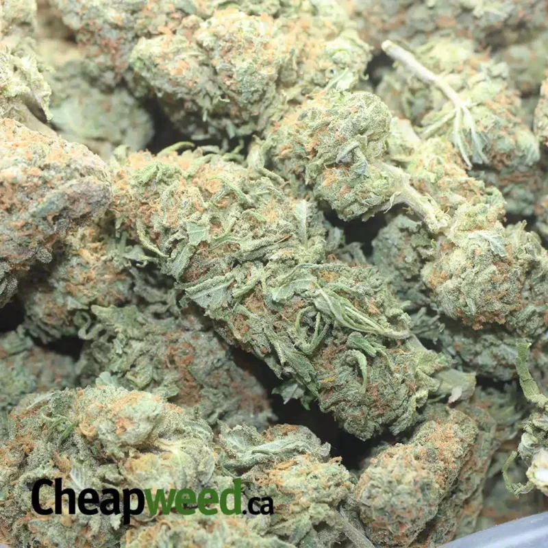 Alien Cookies - Image 3