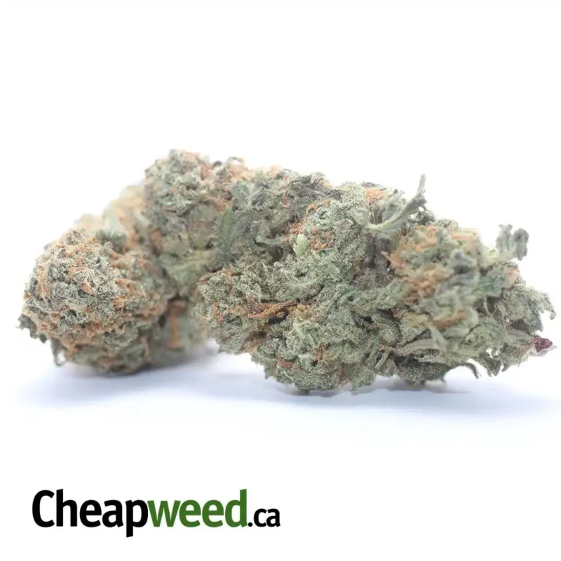 Alien Cookies - Image 2