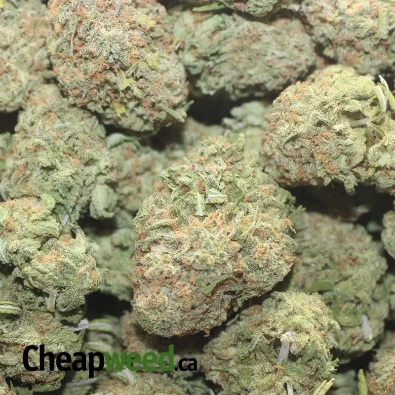 Animal Cookies - Image 3