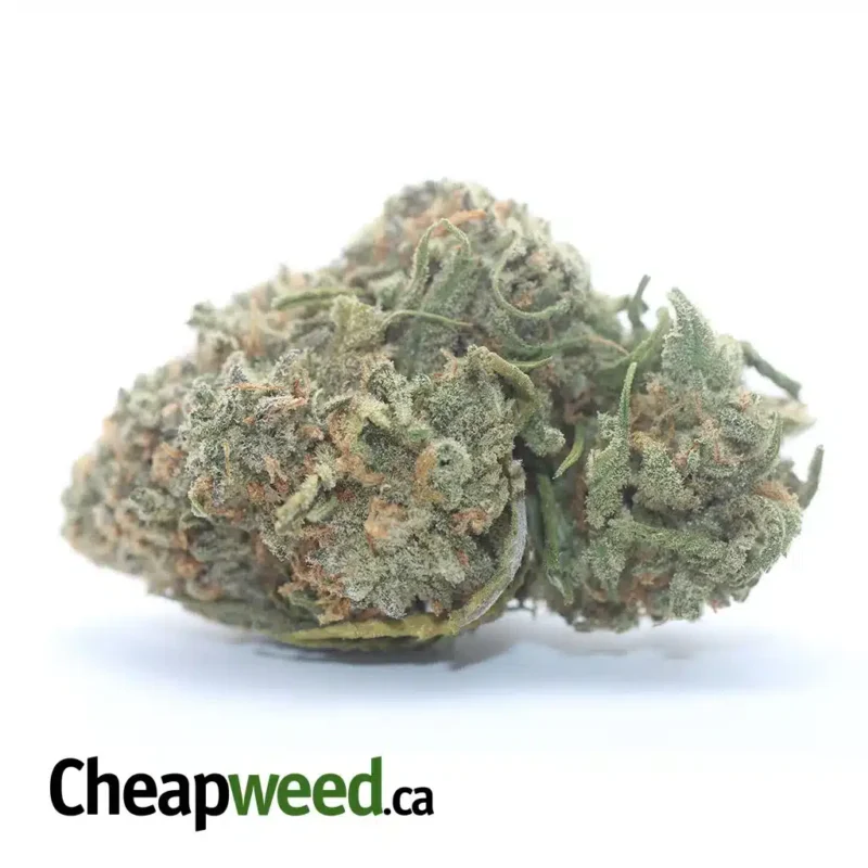 Animal Cookies