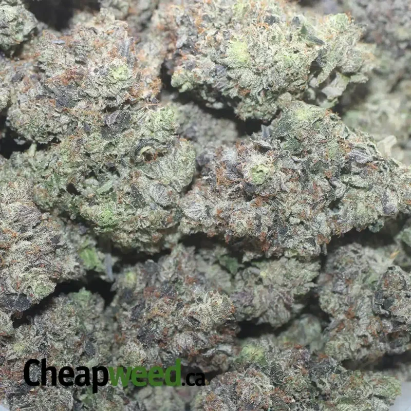 Astropink AAAA - Image 3