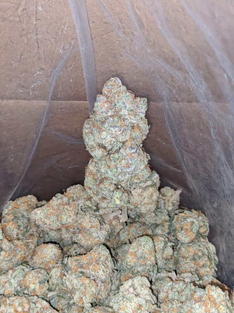 Acapulco Gold - Image 5