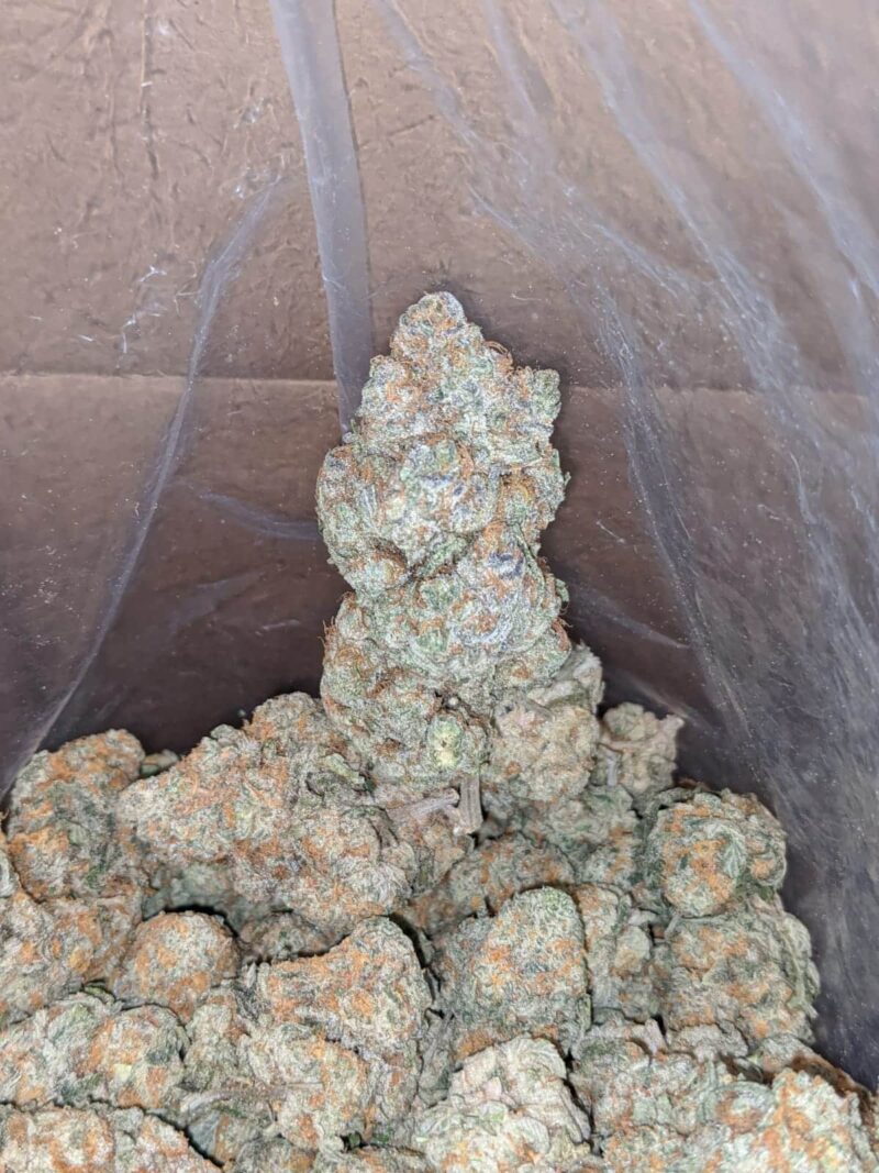 Acapulco Gold - Image 4