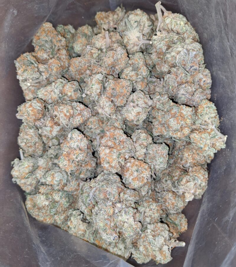 Acapulco Gold - Image 7