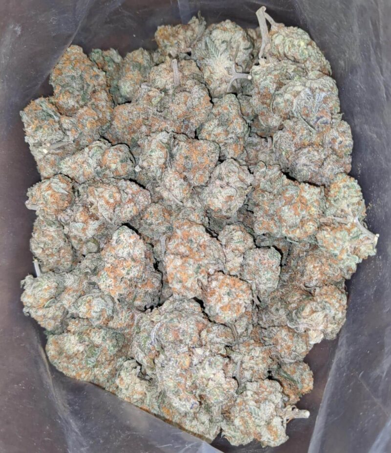 Acapulco Gold - Image 6