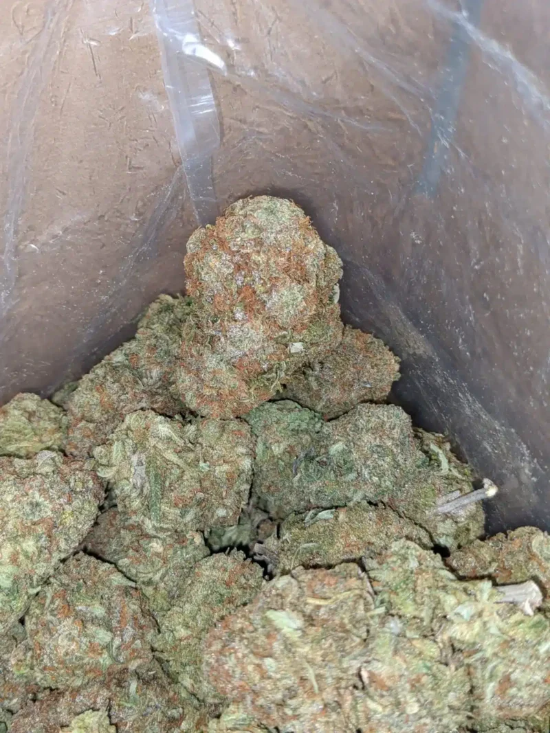 Alaskan Thunderfuck - Image 5