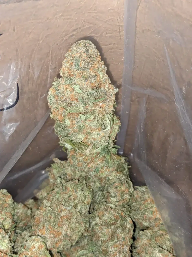 Alien Cookies - Image 4