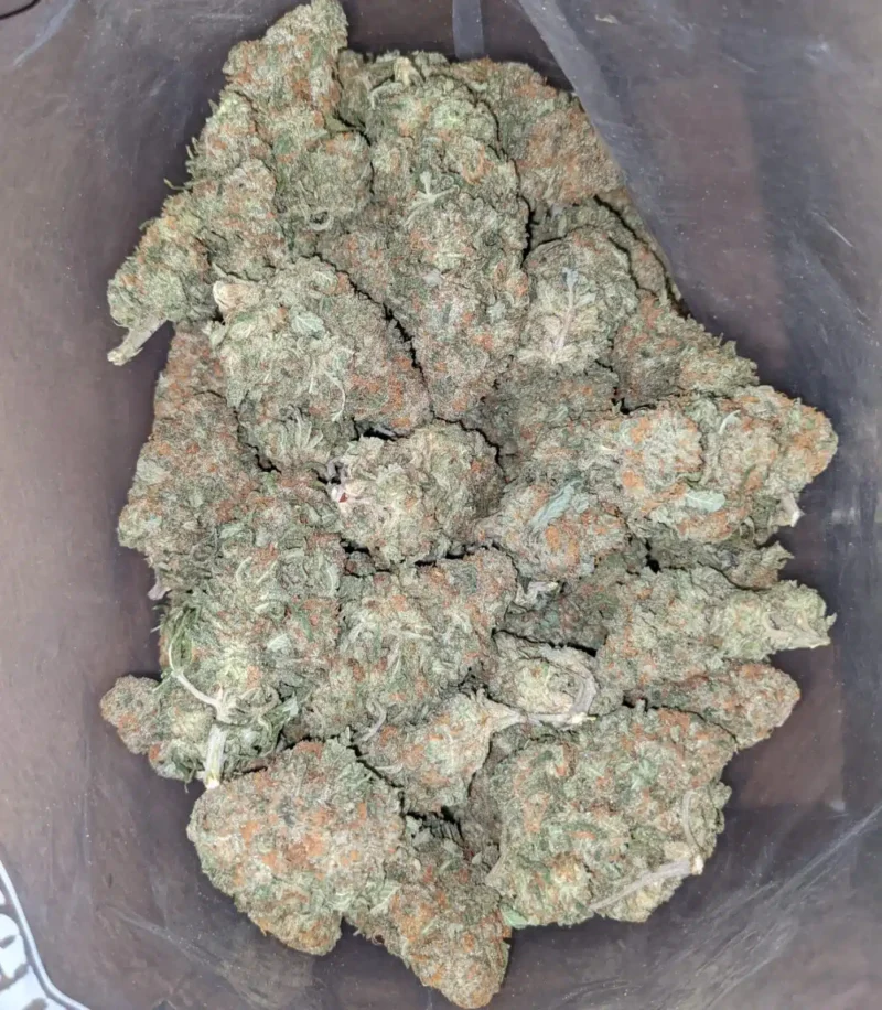 Alien Cookies - Image 5