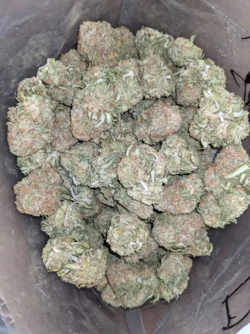 Animal Cookies - Image 7