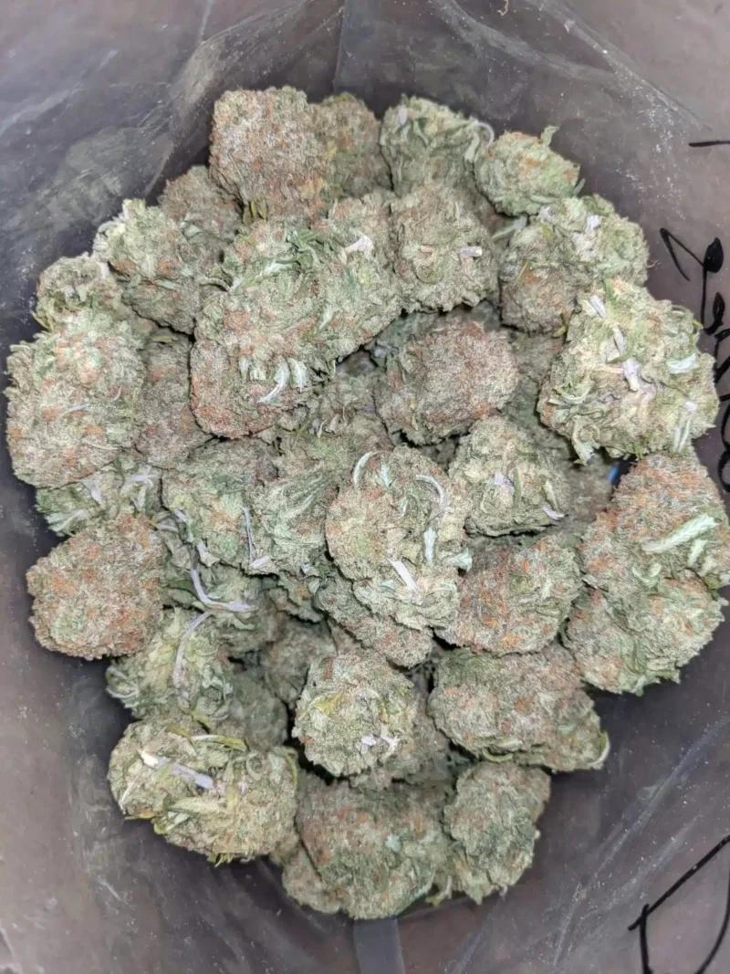 Animal Cookies - Image 6