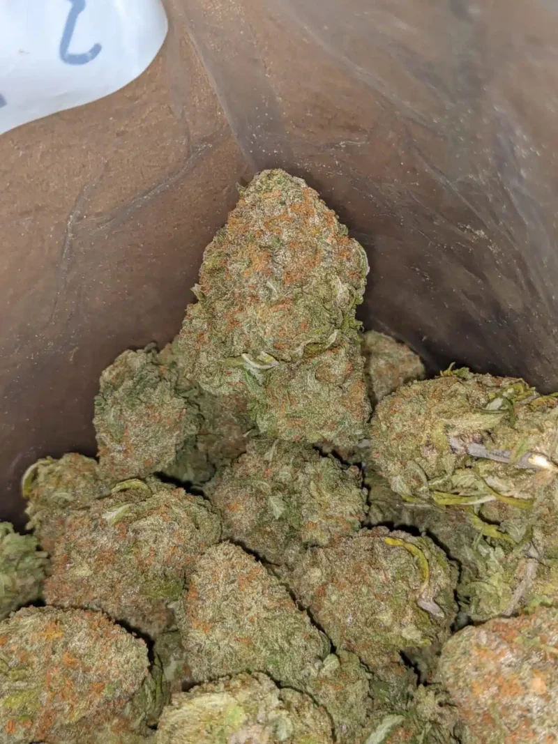 Animal Cookies - Image 4