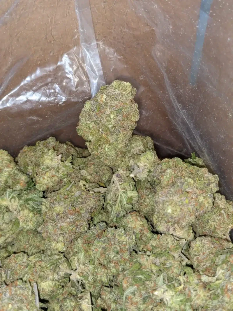 Animal Mints - Image 5