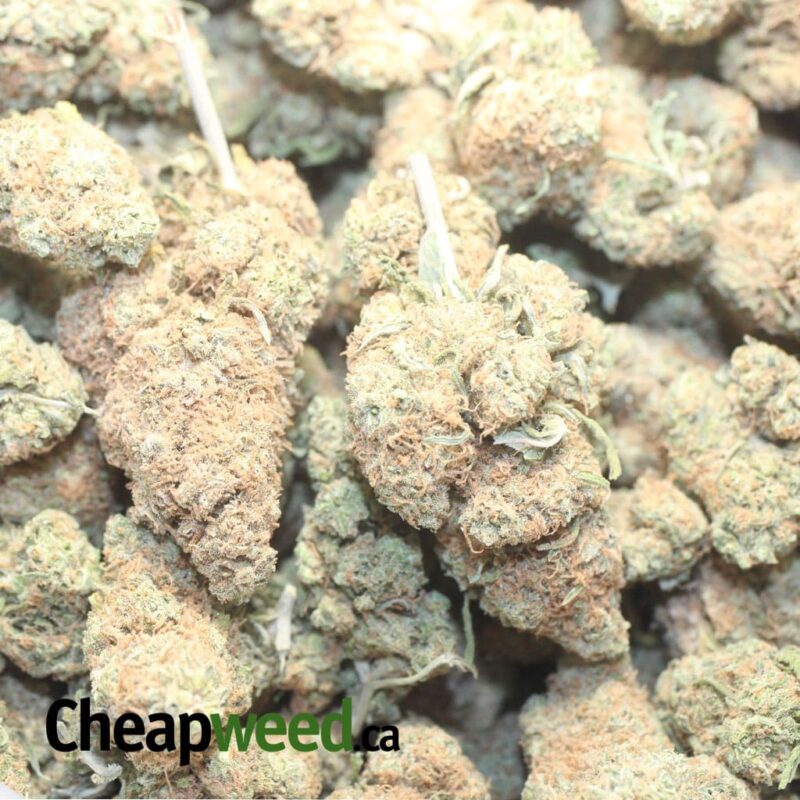 Berry Gelato (Smalls) – *Deal Of The Day* - Image 3