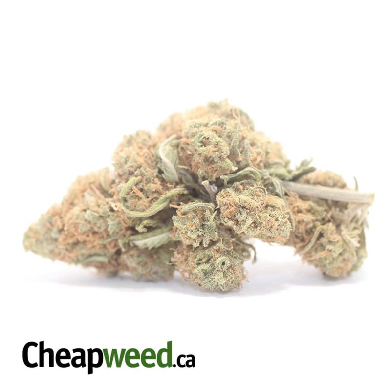 Berry Gelato (Smalls) – *Deal Of The Day*