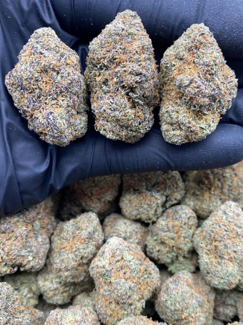 Jungle Gelato