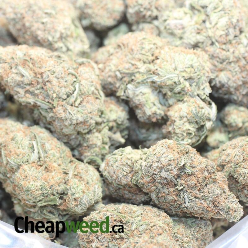 Bubblegum Gelato - Image 3