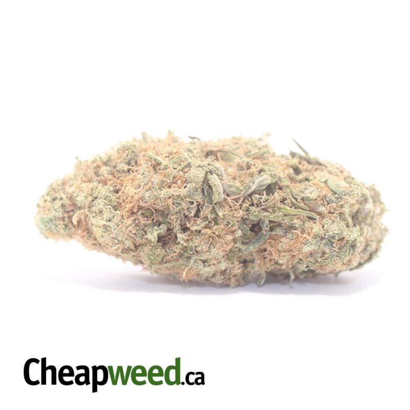 Bubblegum Gelato #2