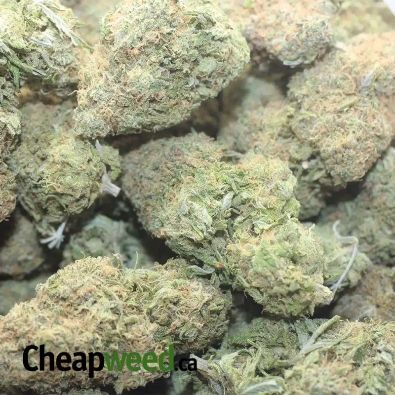 Black Cherry Gelato - Image 3