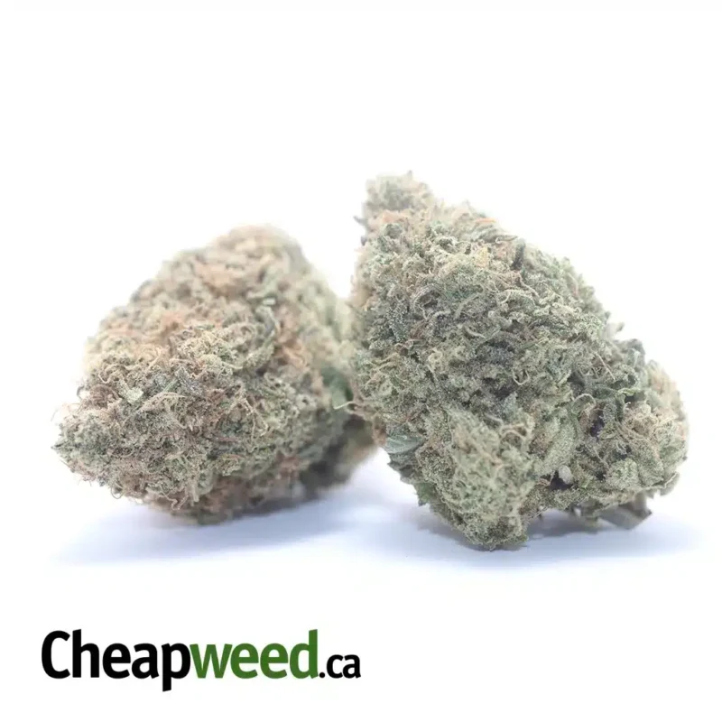 Black Cherry Gelato - Image 2
