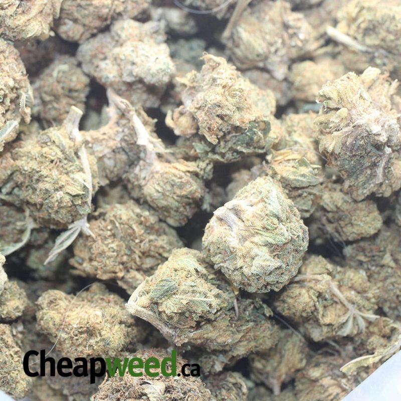 Black Dog Bulk Special - Image 3
