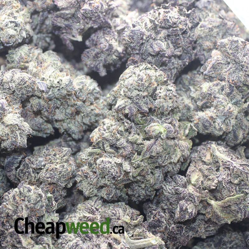Black Truffle - Image 3