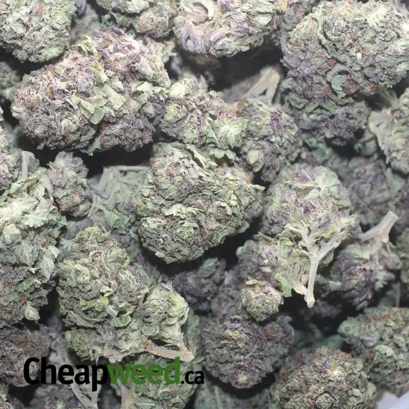 Black Widow Bulk Special - Image 3