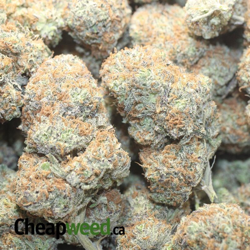 Blackberry x Blueberry - Image 3