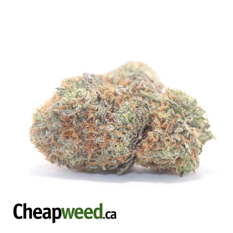 Blackberry x Blueberry
